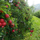 GAEC du Val Alpin, la pomme gourmande