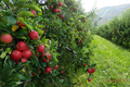 GAEC du Val Alpin, la pomme gourmande