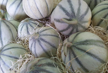melons