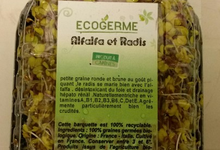 Graine Germées - Alfafa et radis