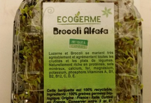 Graine Germées - Alfafa et Brocoli