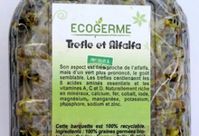 Graine Germées - Alfafa et trèfle