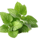 Menthe