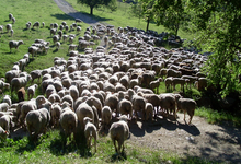 viande d'agneau