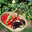 légumes de saison