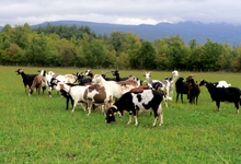 Ferme de la Pourcine
