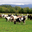 Ferme de la Pourcine