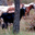 Ferme de la Pourcine
