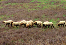 Ferme de la Pourcine