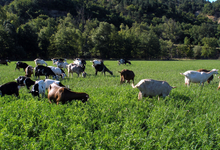 Ferme de la Pourcine