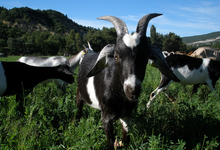 Ferme de la Pourcine