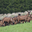 Ferme de Sagne-Rousseyre