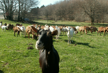 Ferme des Taillades