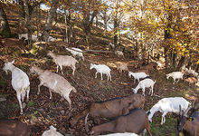 Ferme de la borie, ferme des Cévennes