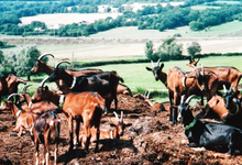Ferme des Coteaux