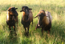 La Ferme La Trufiere