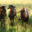 La Ferme La Trufiere