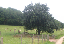 La Ferme La Trufiere