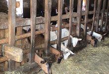 Ferme de la Biauce, fromages de chèvre de Nohant