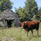Ferme les Vergnes