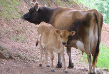 Vache de race Jersiaise de la ferme de Bellegarde