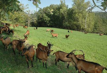 Ferme Capribio