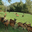 Ferme Capribio