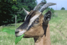 Ferme Capribio