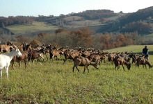 Ferme Capribio