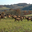 Ferme Capribio