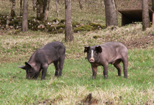 la ferme du Moulin de la Vignasse
