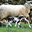 la ferme du Moulin de la Vignasse