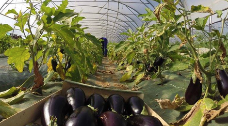 aubergines