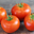  Tomates rondes 