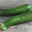   Courgettes verte de pleine terre.