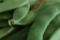 Haricot de Soissons frais à écosser