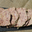 Pâté de canard au foie gras, canardises des 3 vallées