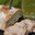 Pâté de canard à la bière, canardises des 3 vallées