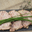 Pâté de canard aux herbes, canardises des 3 vallées