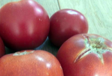 tomate bio, Eddy Vray