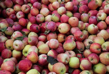 pommes, ferme de Viltain