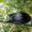 Aubergines