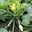 courgettes
