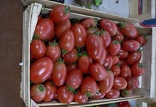 tomates