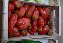 tomates cornues