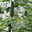 concombre jardin de Villasauvage