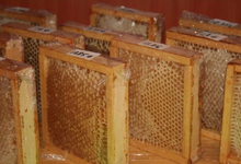 Miellerie du Gâtinais, Cadron de miel d'acacia