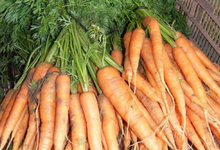 la ferme des tilleuls, Gentelles
