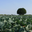 la ferme des tilleuls, Gentelles