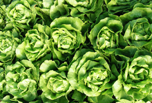 salades, ferme des tilleuls